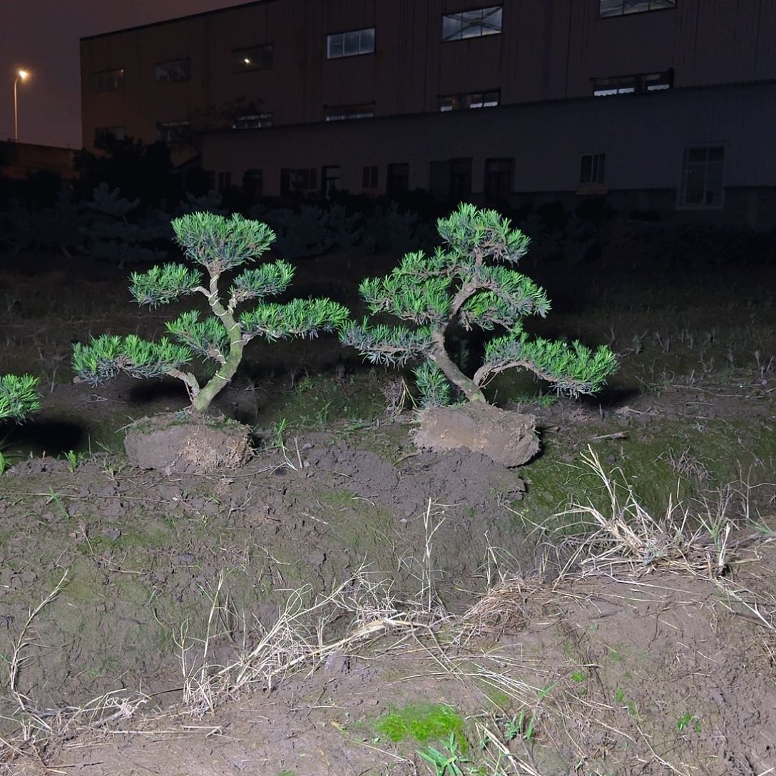 罗汉松直播间468/2颗