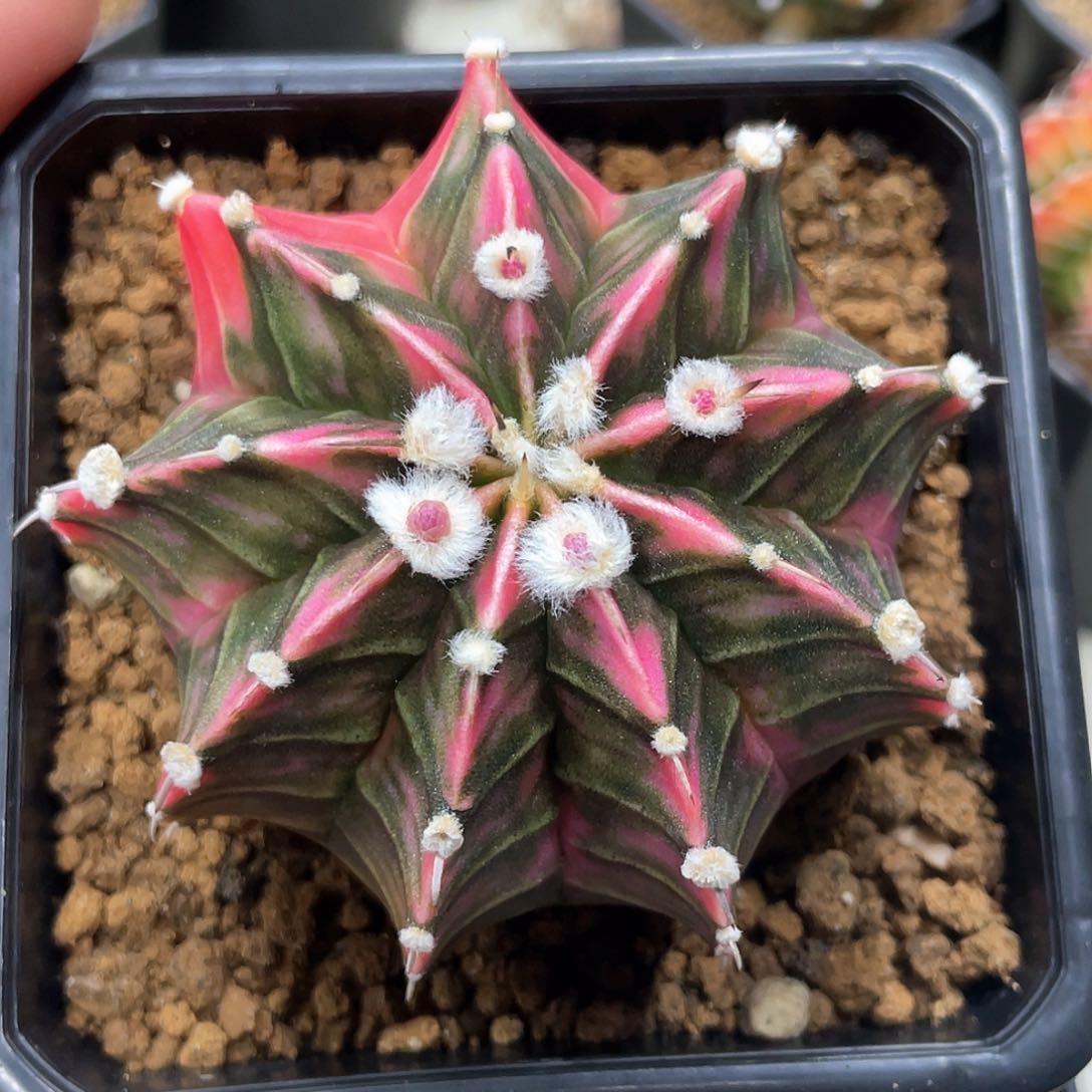 泰系实生，高绒粉钻肋骨，瑕疵价