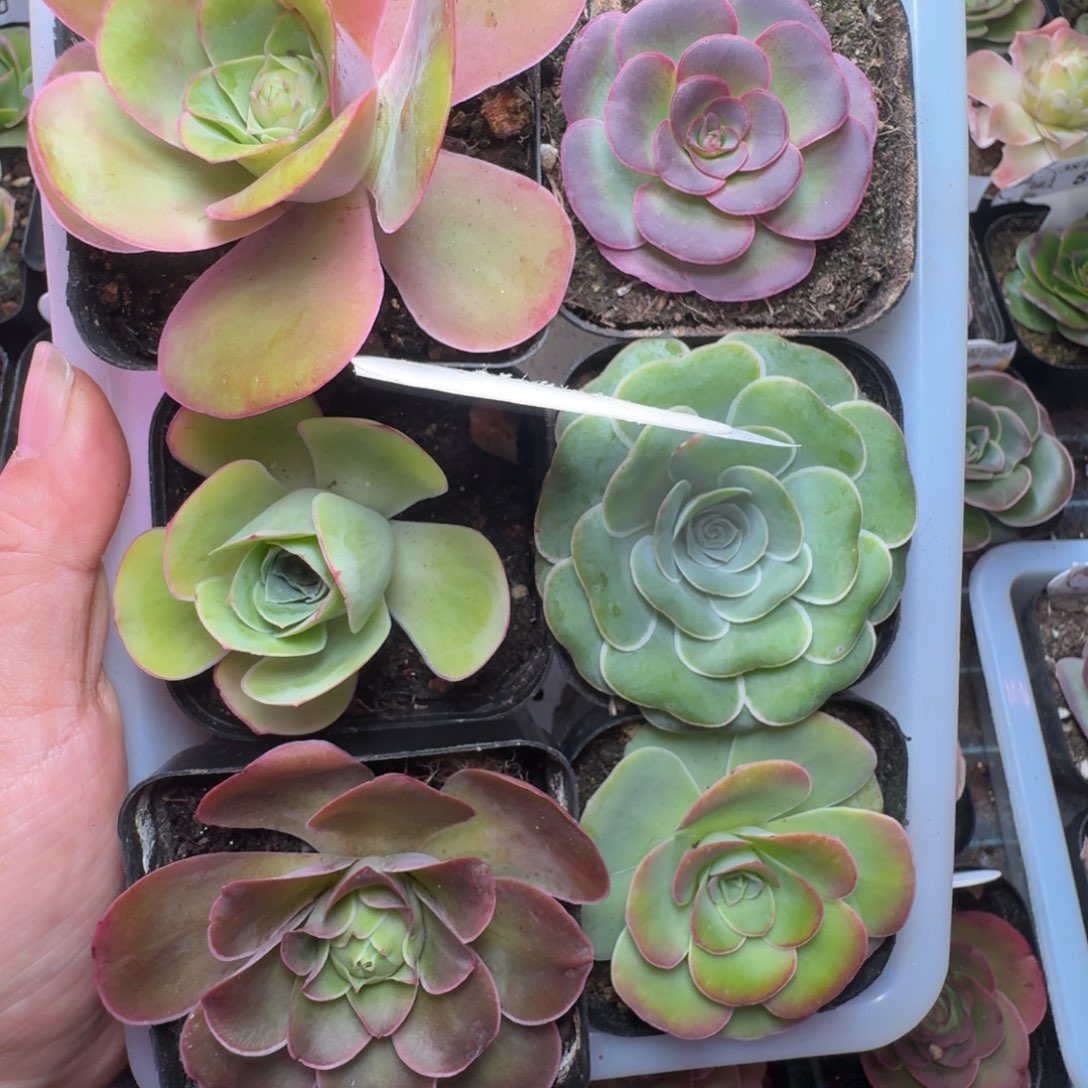 楹楹-190六颗福利套餐-冠幅  4-6cm