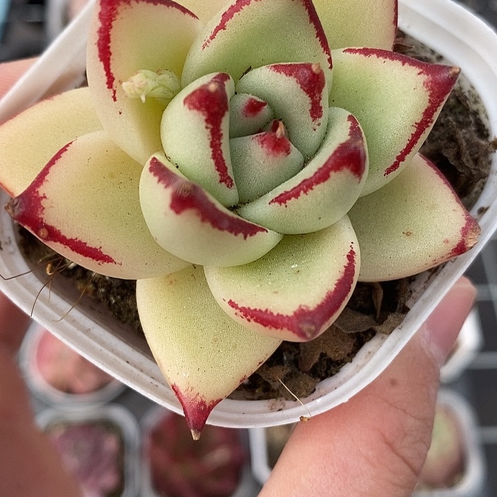 粉色的小可爱啊16