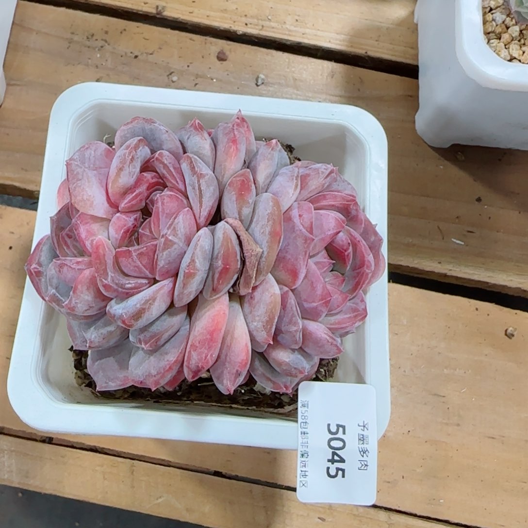 若*母本冰魄，5045多肉