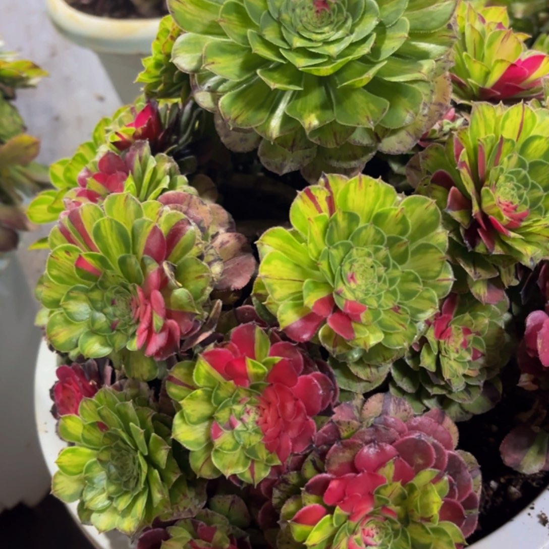 哈哈多肉植物知否255