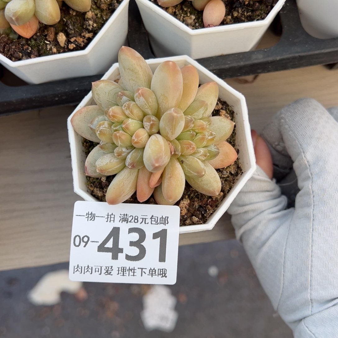 绿心美人多肉多肉多肉，