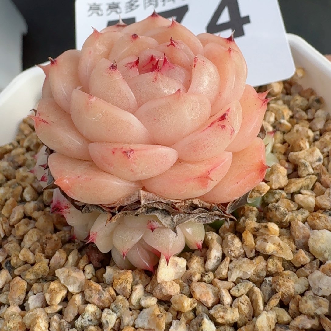 麦秆群生         精品多肉