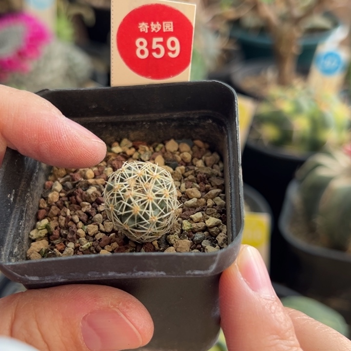 实生顶花凤舞1.7cm