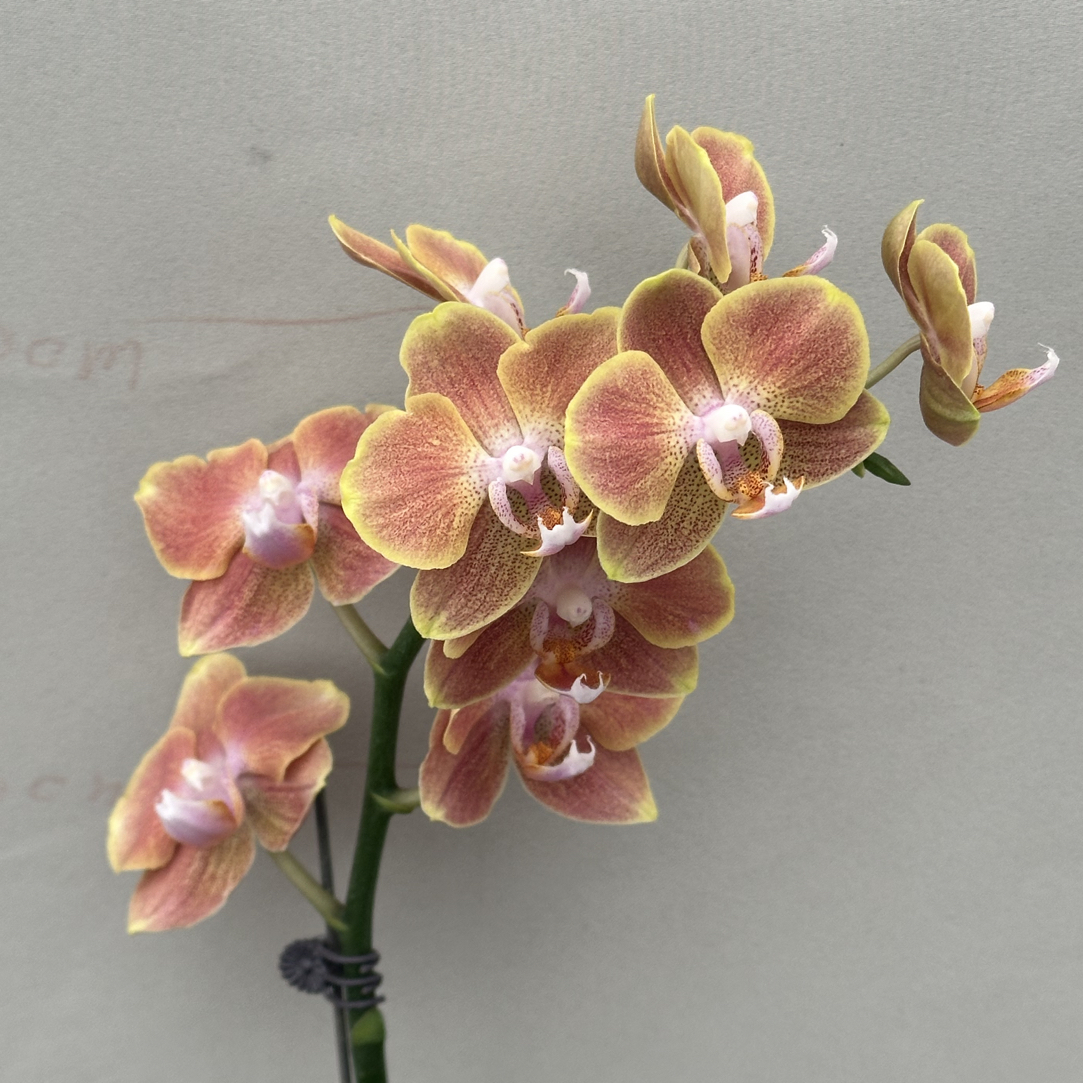 （埃特纳）蝴蝶兰 花期长 拍3颗以上组盆