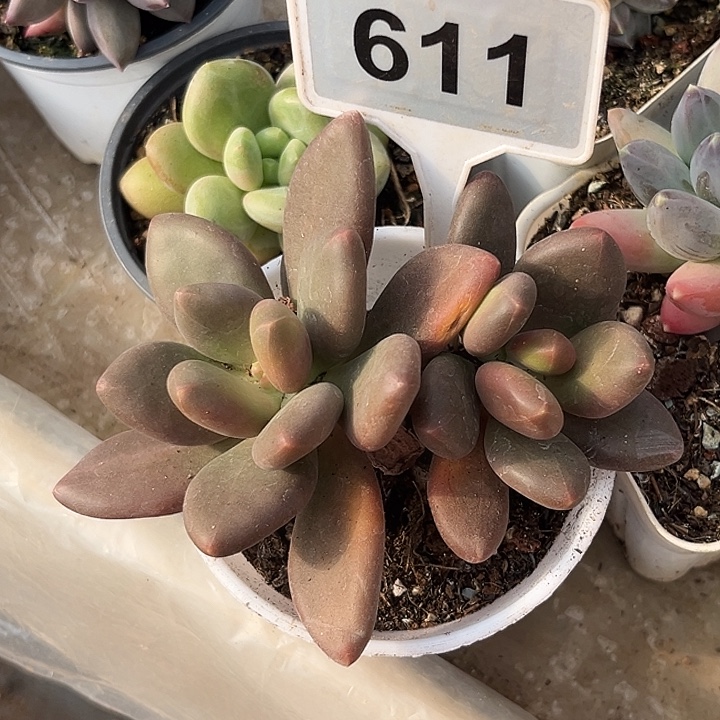 多肉植物一物一拍611