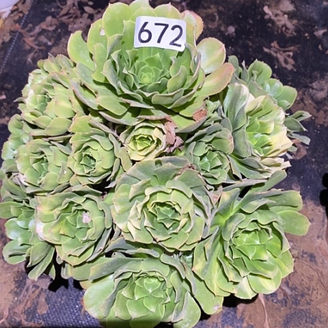 多肉植物法师672五彩琉璃