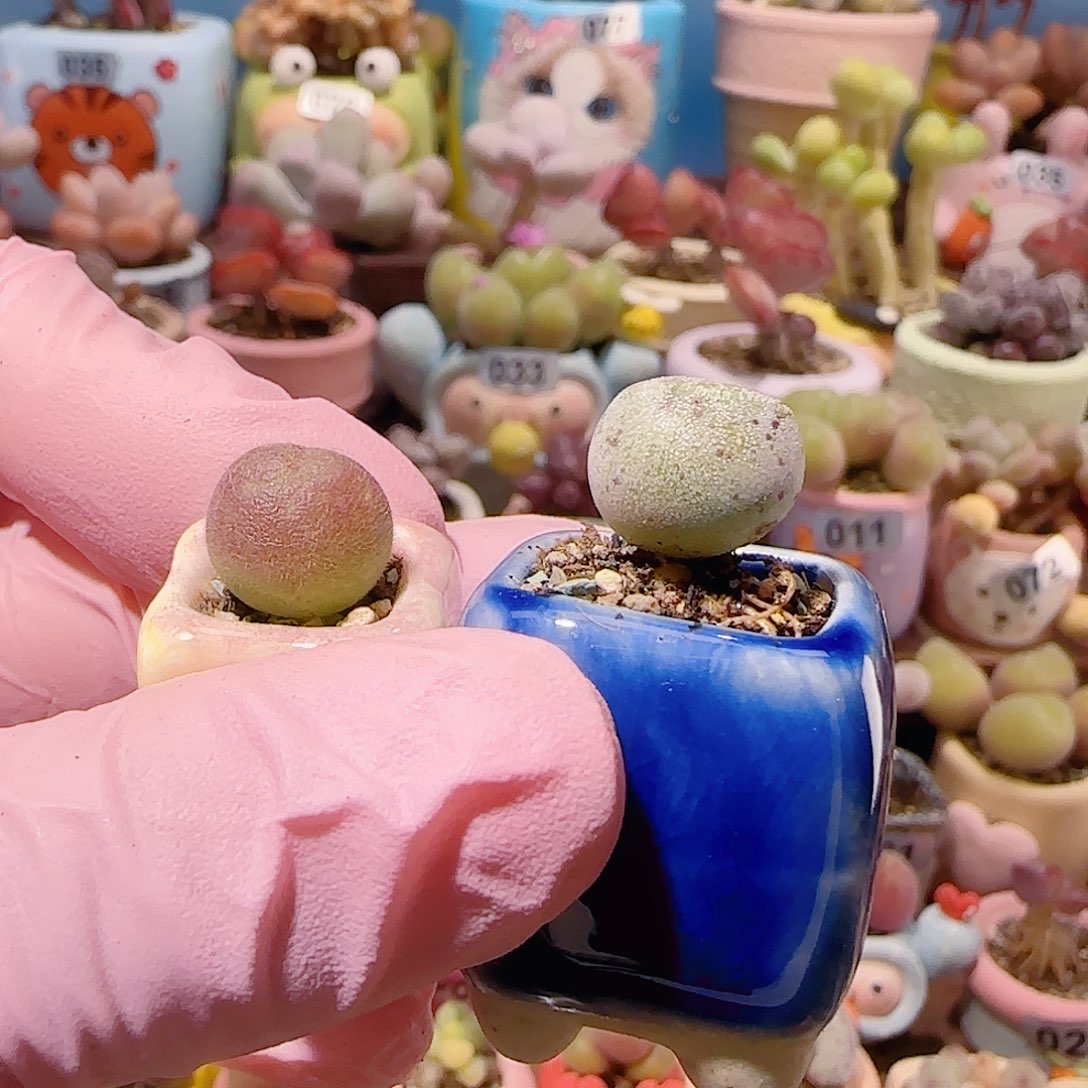 弦***语T毛翠+可爱海豹盆口1.5cm