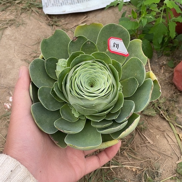 山地玫瑰单头 871