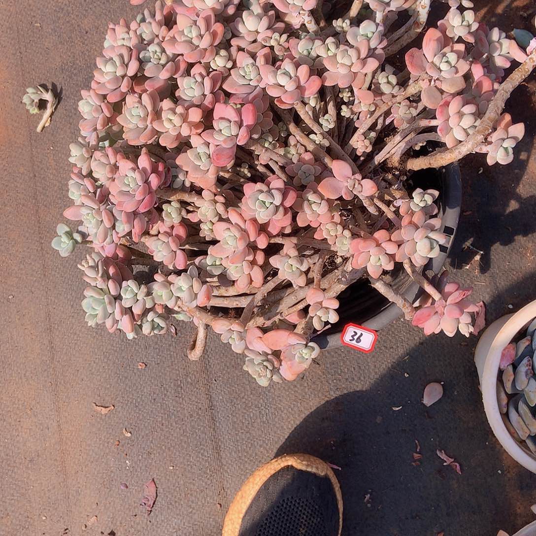 Y*Y老三多肉一物一拍家里36洛神