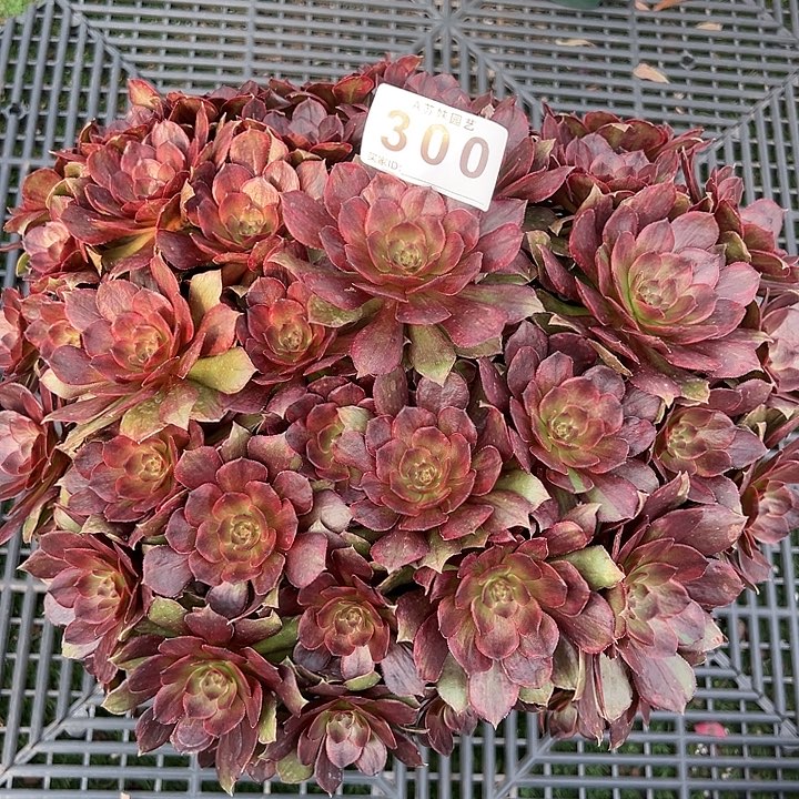 300红丝绒多肉植物