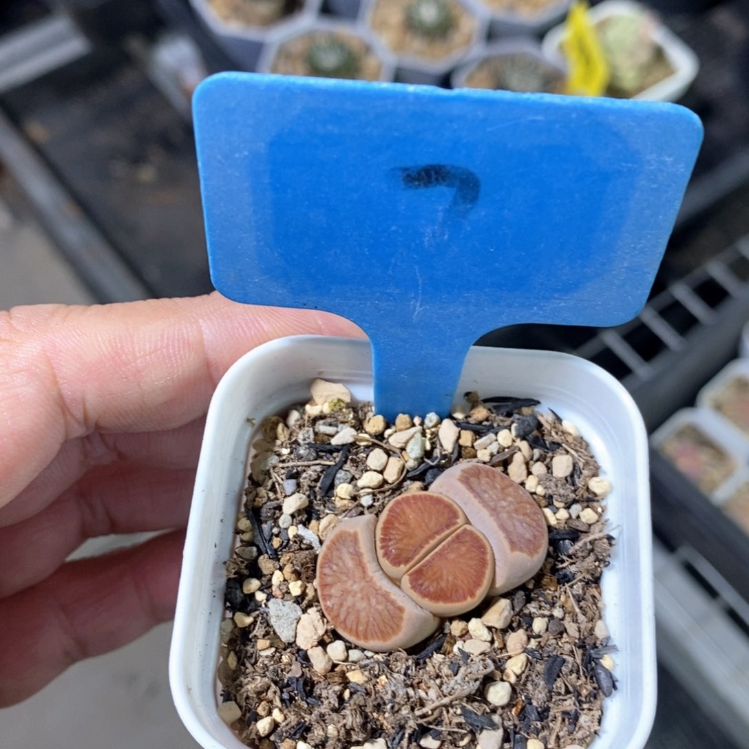 菊生石花多肉植物