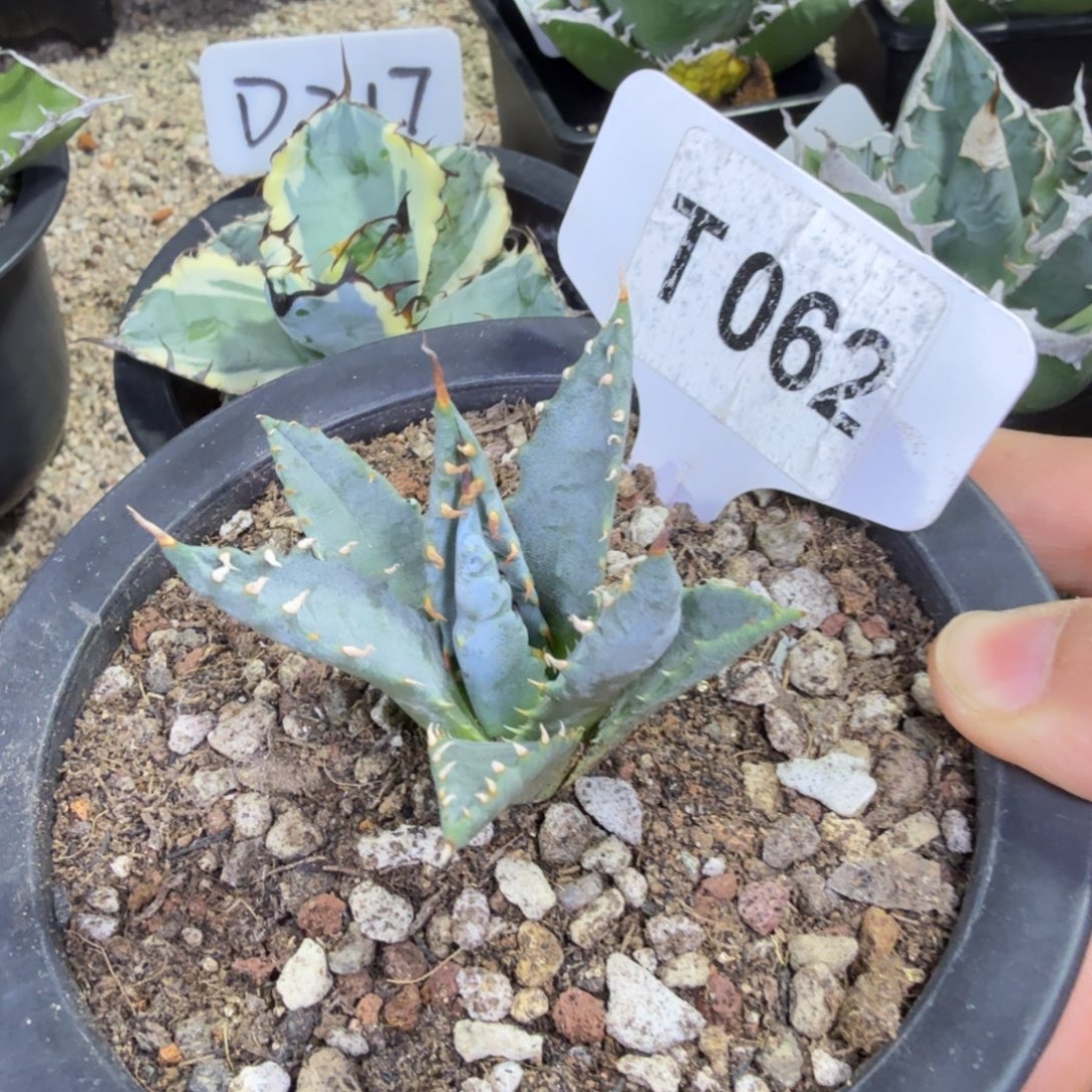 老***J福利背刺妖炎脱土发