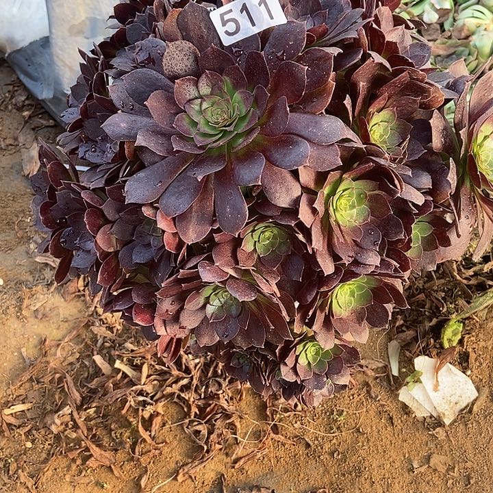 黑美人朵朵多肉511多肉