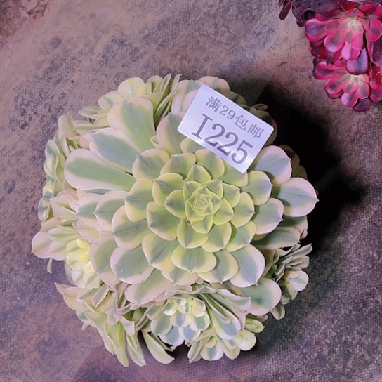 225绿豆沙多肉植物