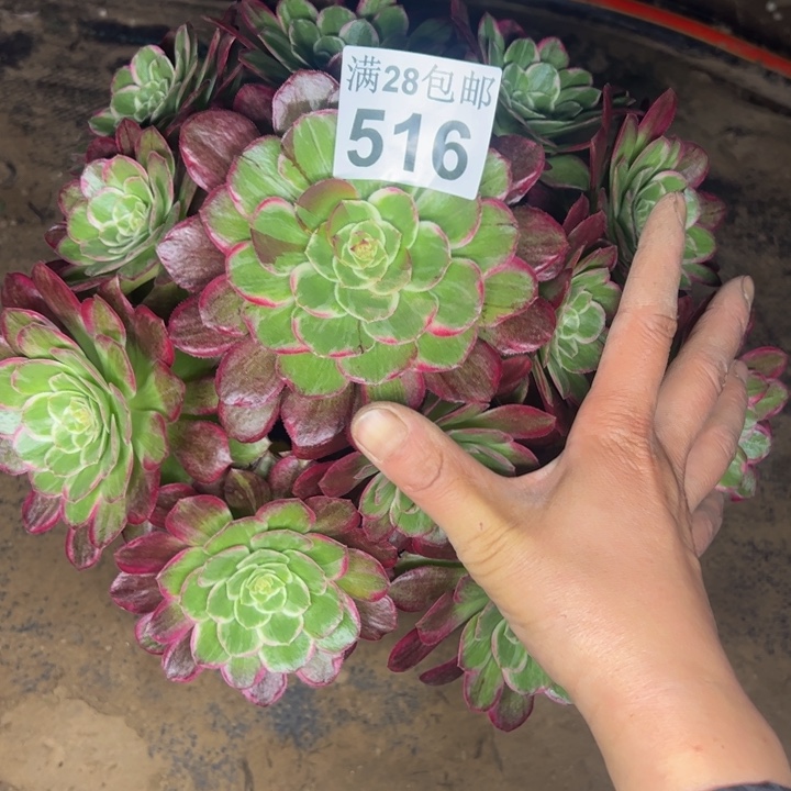 516水晶莲多肉植物