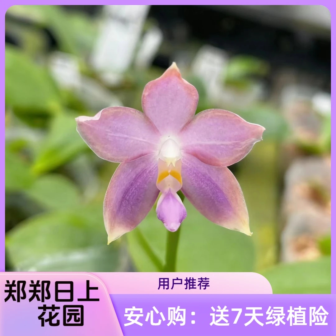 永恒宝石交蓝香妃  苗