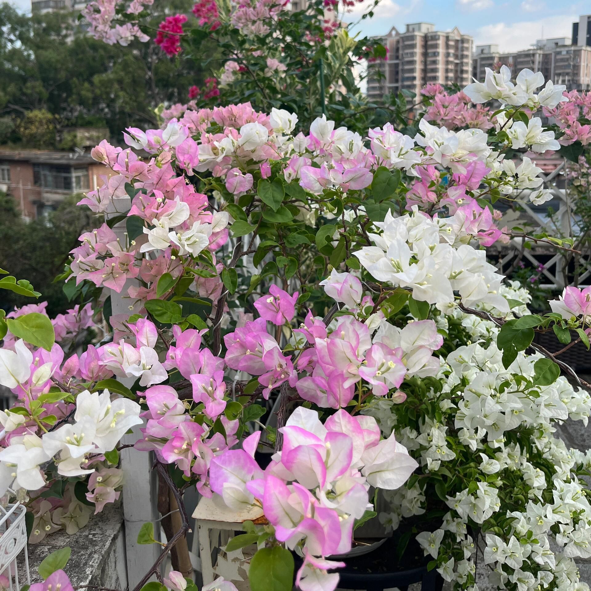 精品三角梅 四季开花