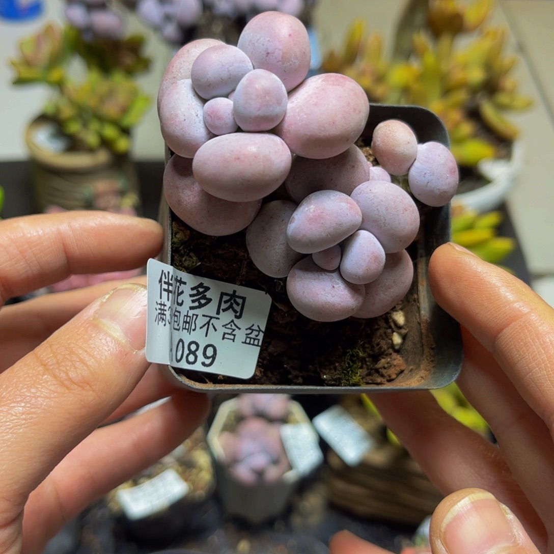 089芭比奶酪7厘米多肉