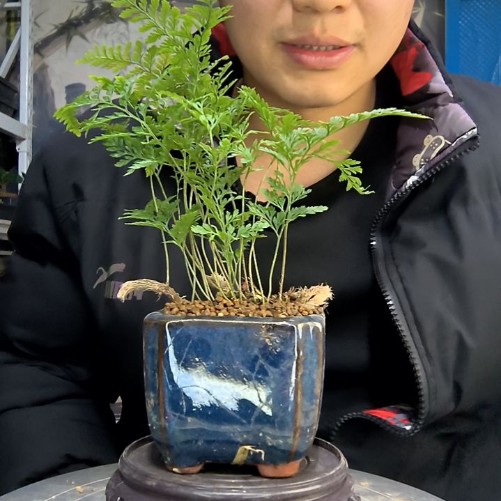 用****2中青园艺一物一拍花415