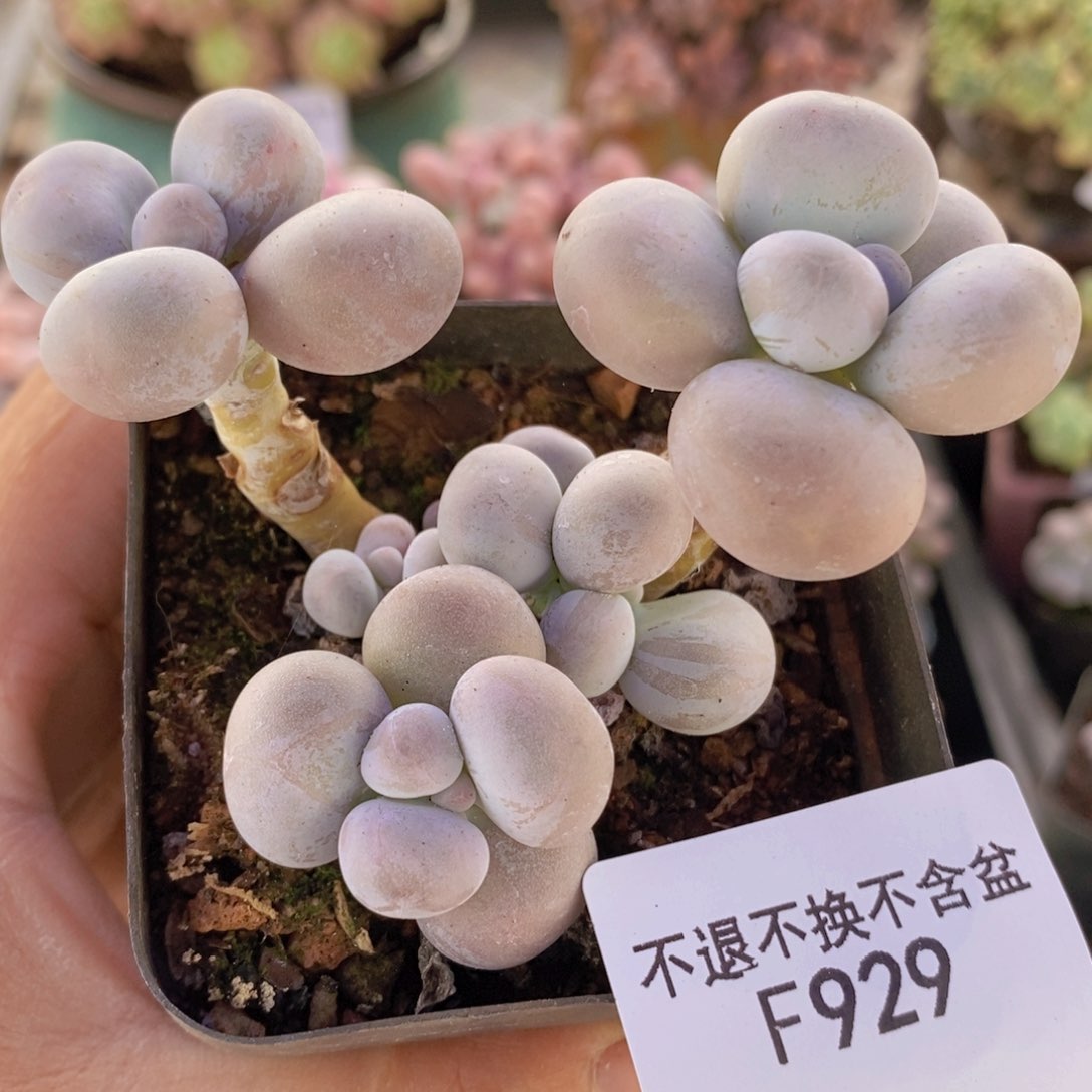 芭比奶洛8cm929多肉植物