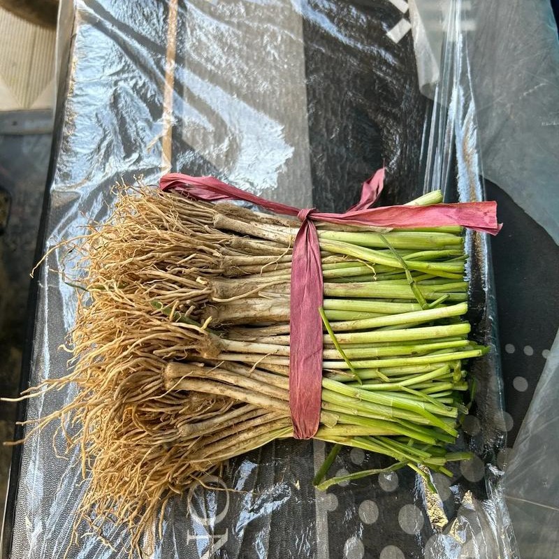 贵州韭菜根，成活率高。