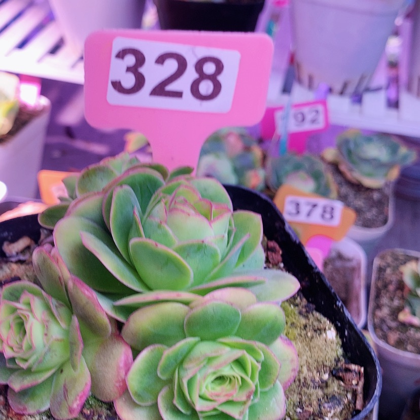 【闪购商品】豆do华莎