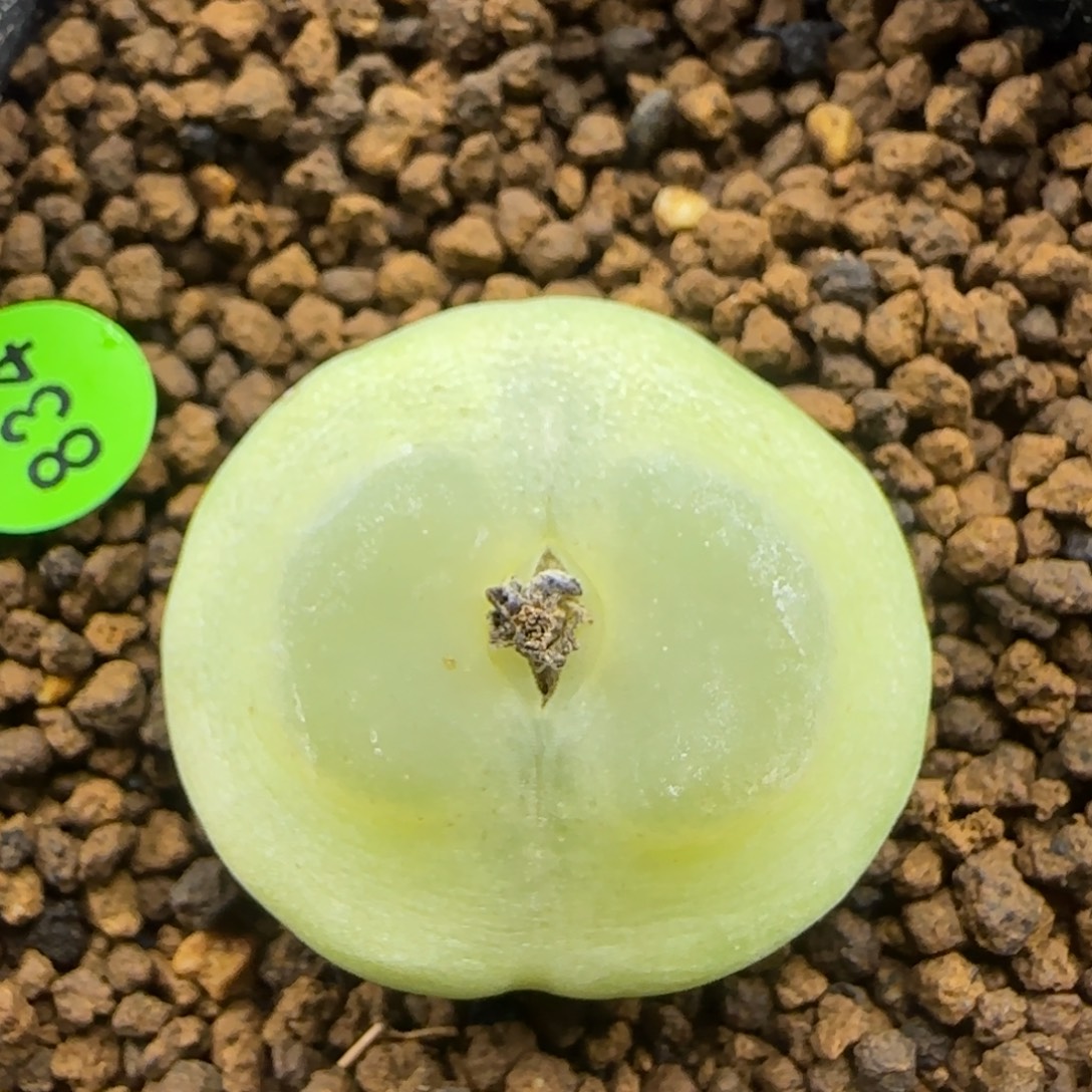 拉登2.9多肉植物834