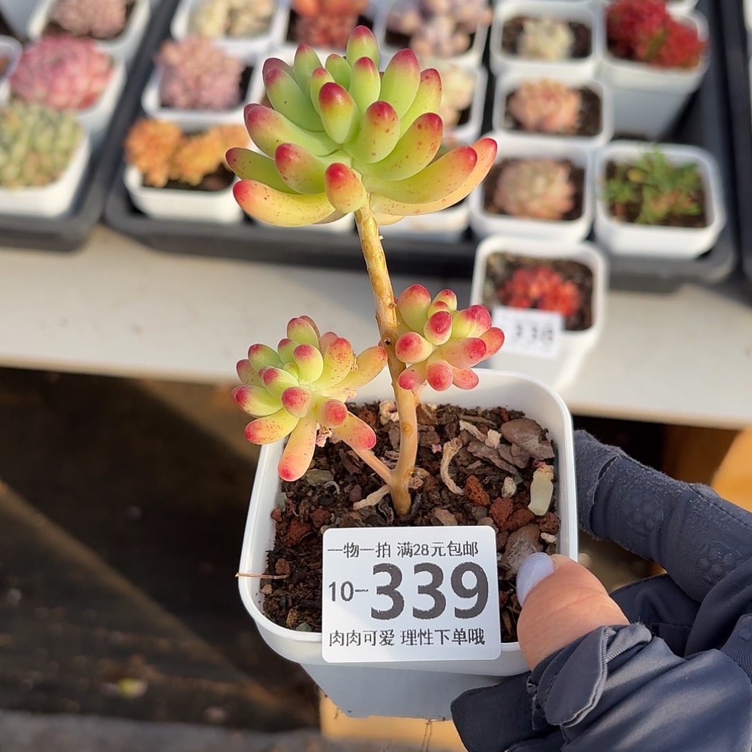 果冻乙女心无盆土发货