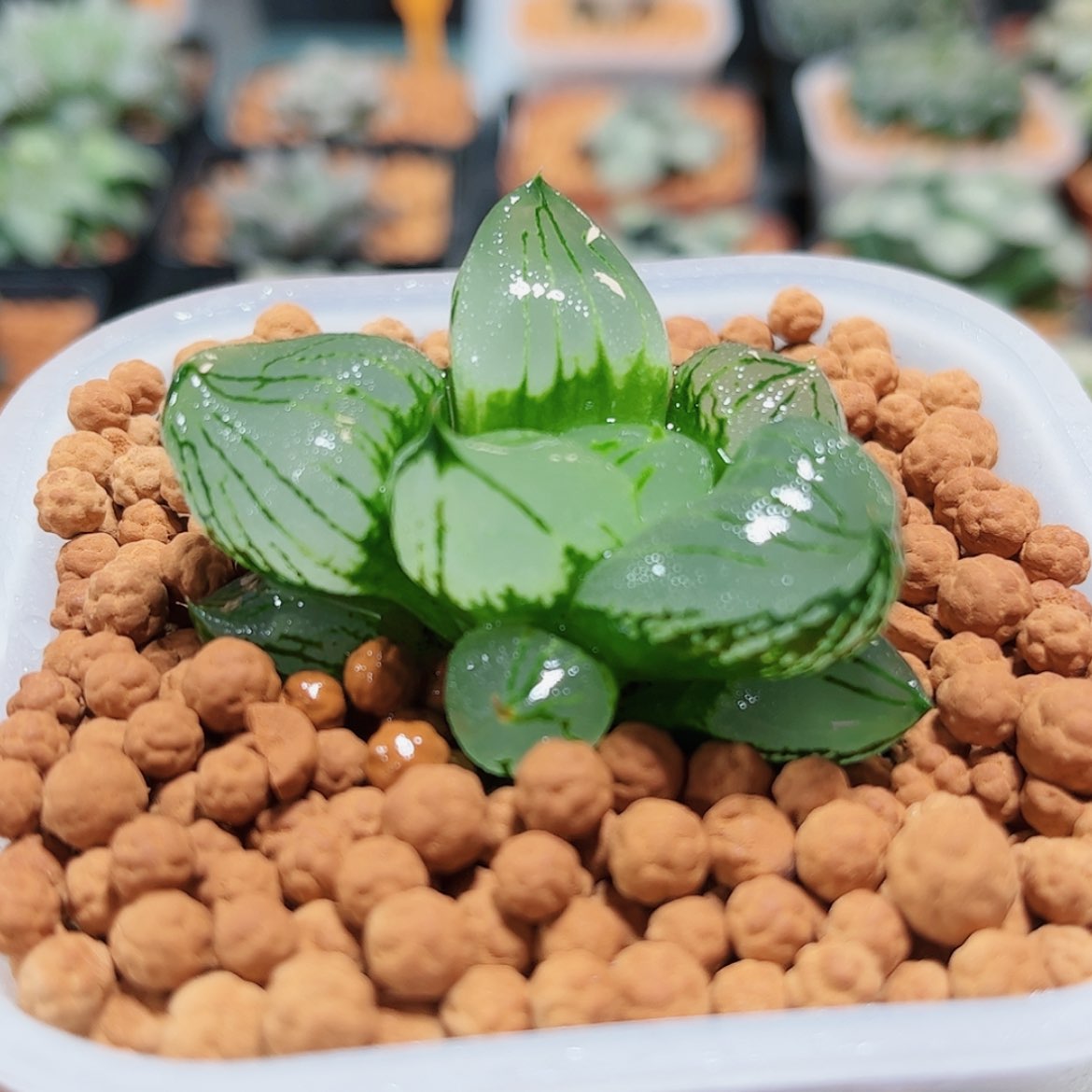 【闪购商品】虞美人