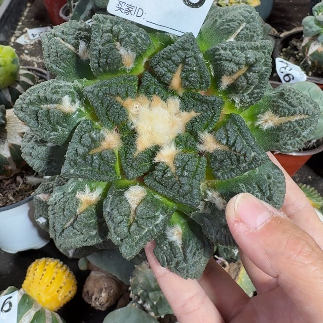 【闪购商品】十三公分大尤龟甲398