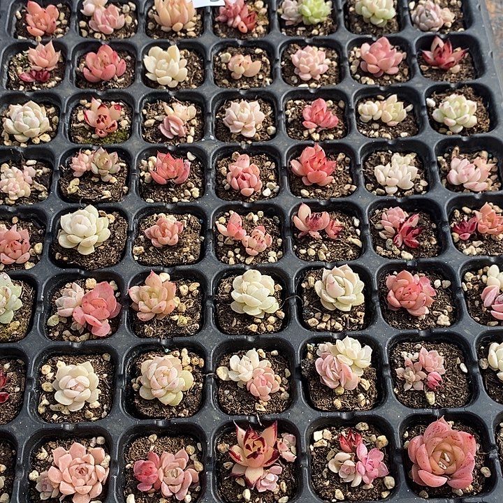 9 多肉植物盆栽花卉