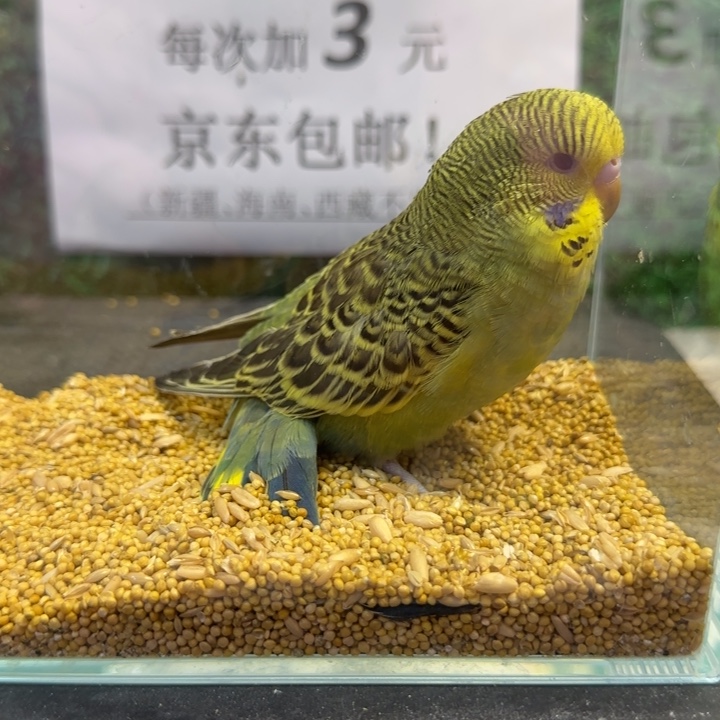 虎皮鹦鹉大头虎皮鹦鹉