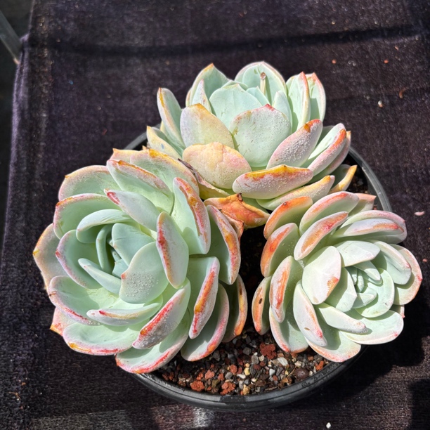 一物一拍多肉植物凤橙无砍老桩叶展25cm新手好养易度夏