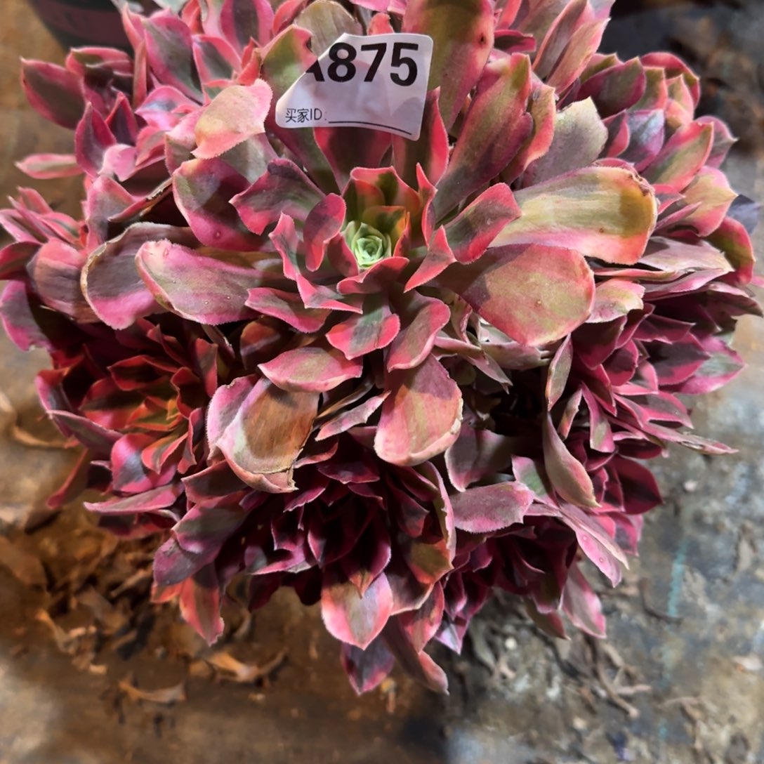 n***u粉女妖一物一拍875