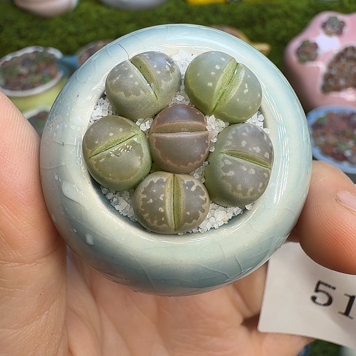 多肉植物福利冲510