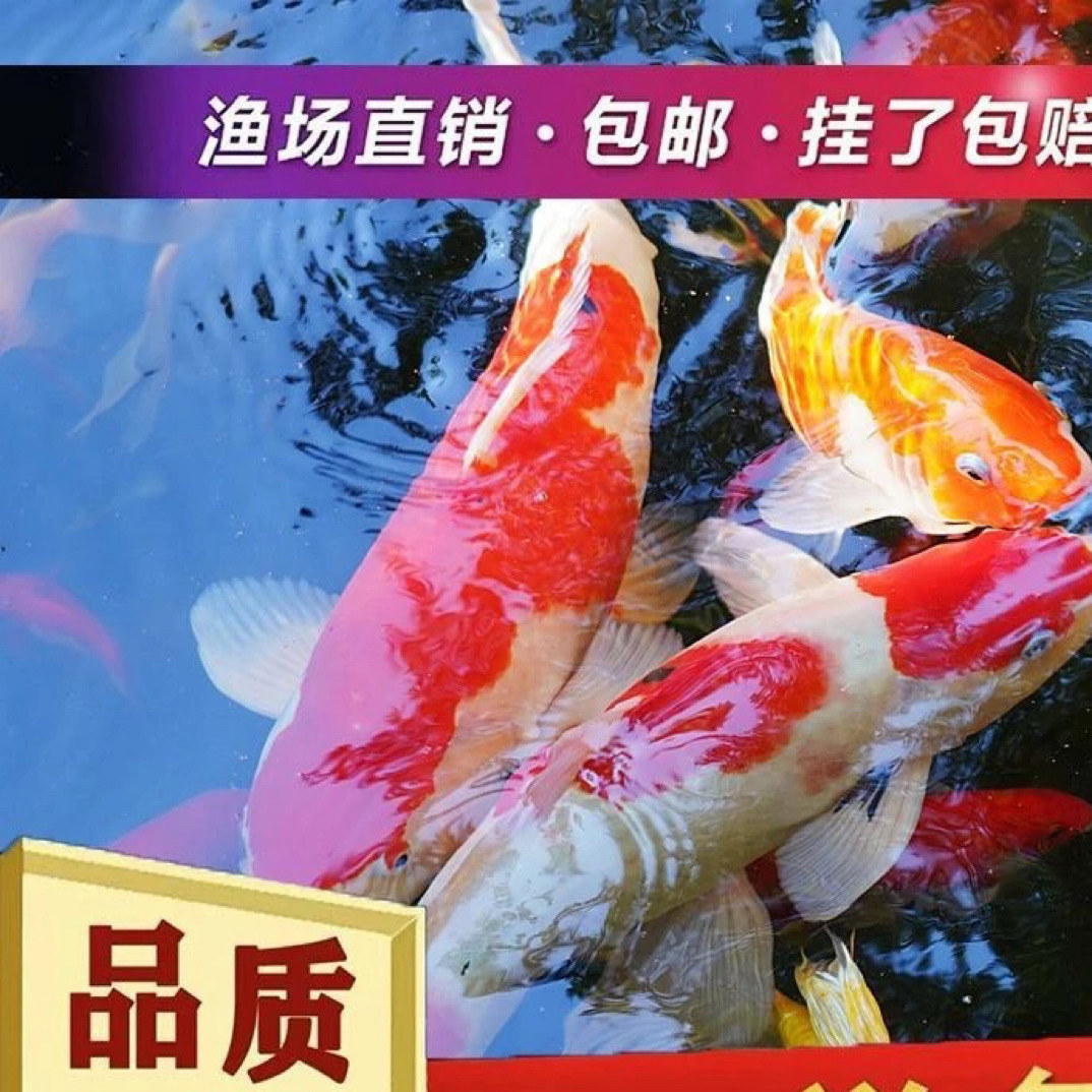 【福利锦鲤】红白三色锦鲤冷水观赏鱼好养耐活淡水鱼活体多种品种