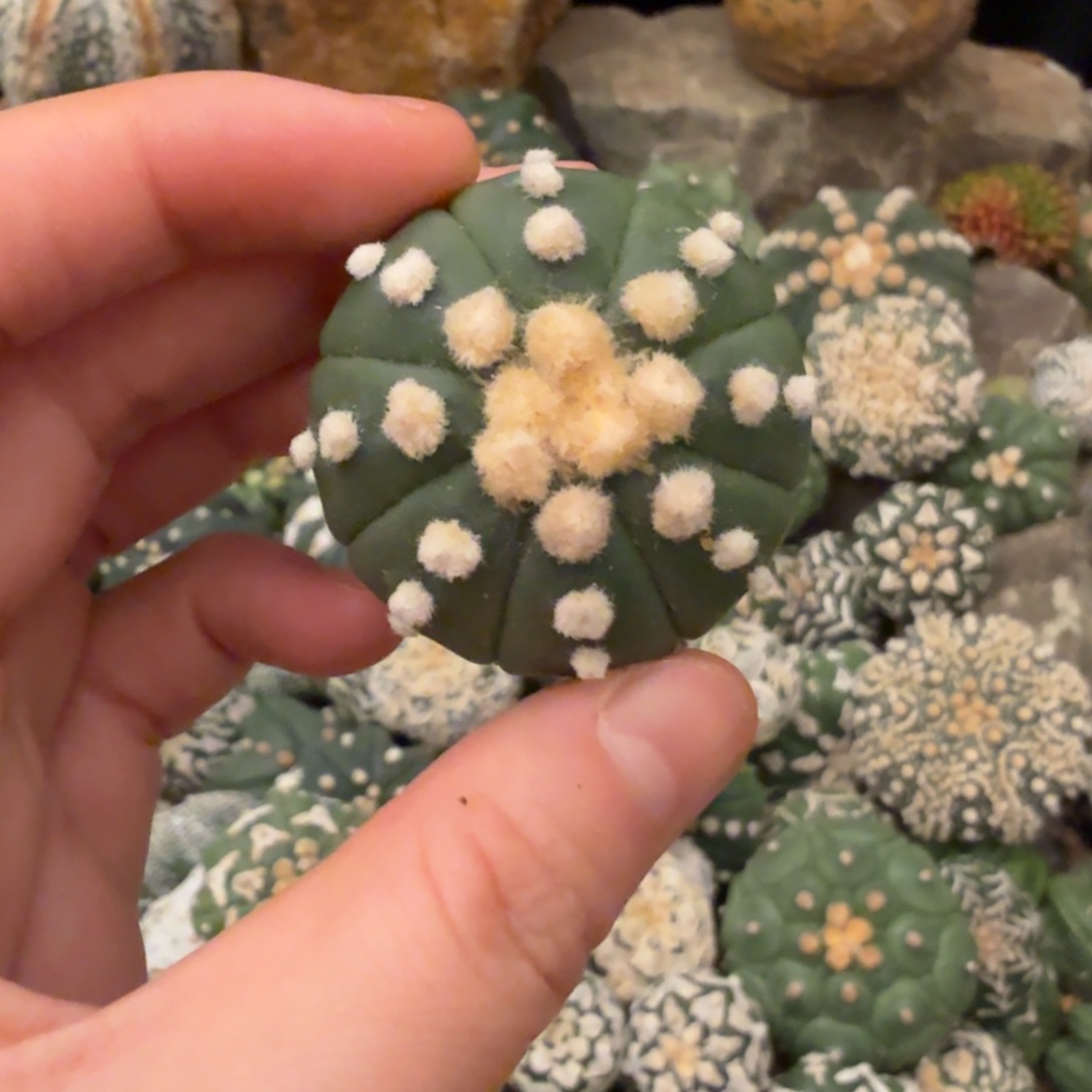 大尤连心哈哈哈哈哈哈