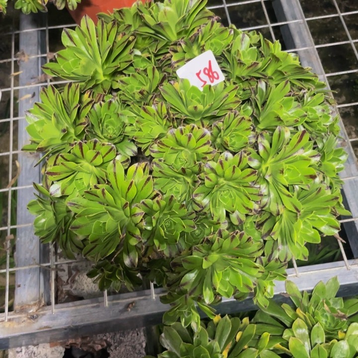 586多肉法师植物必火