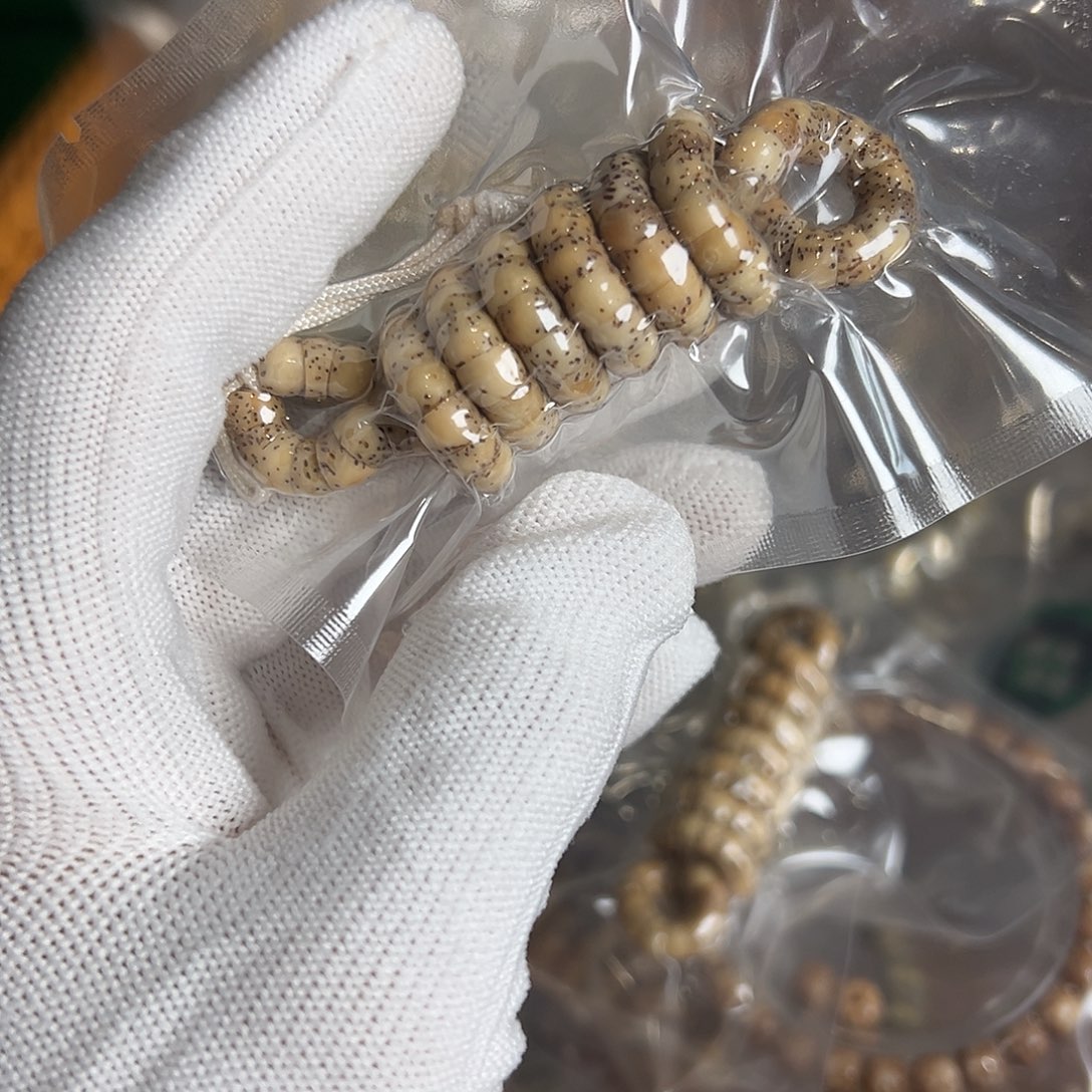 吊坠星月菩提6的小肠有连星微氧化，628