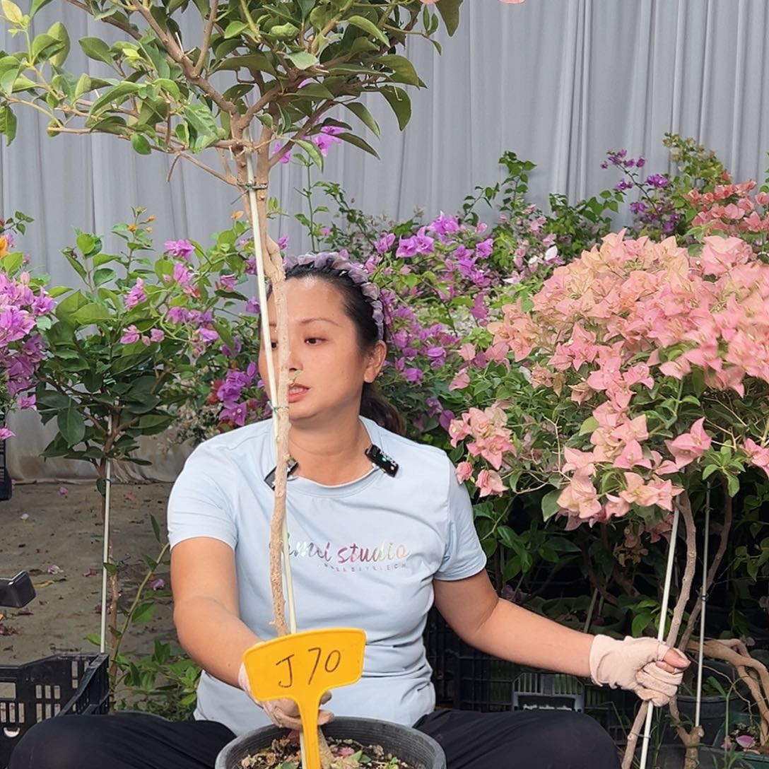 简***暴大部分花苞少量开放J70卡亚塔