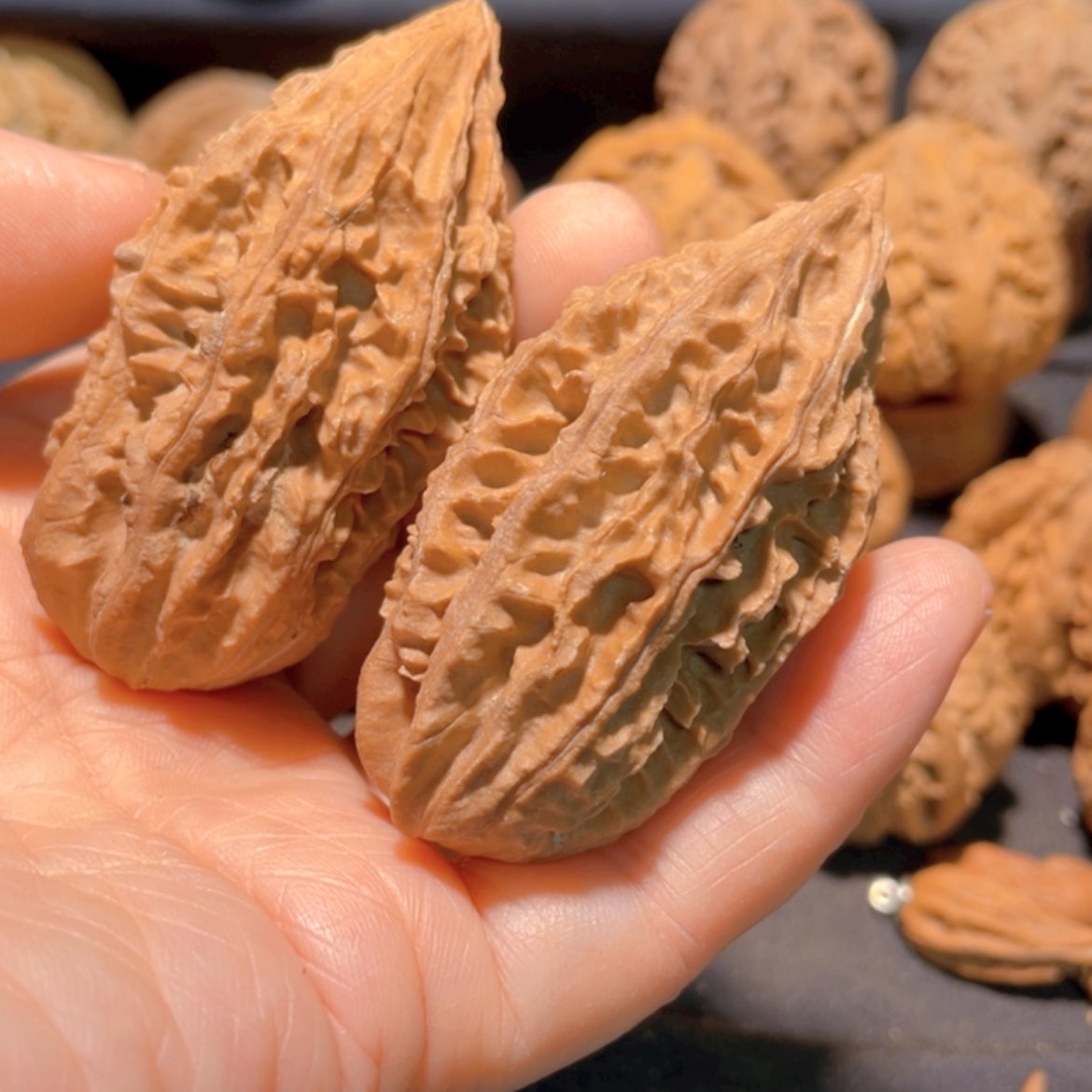 【闪购商品】把件文玩核桃东北楸子10