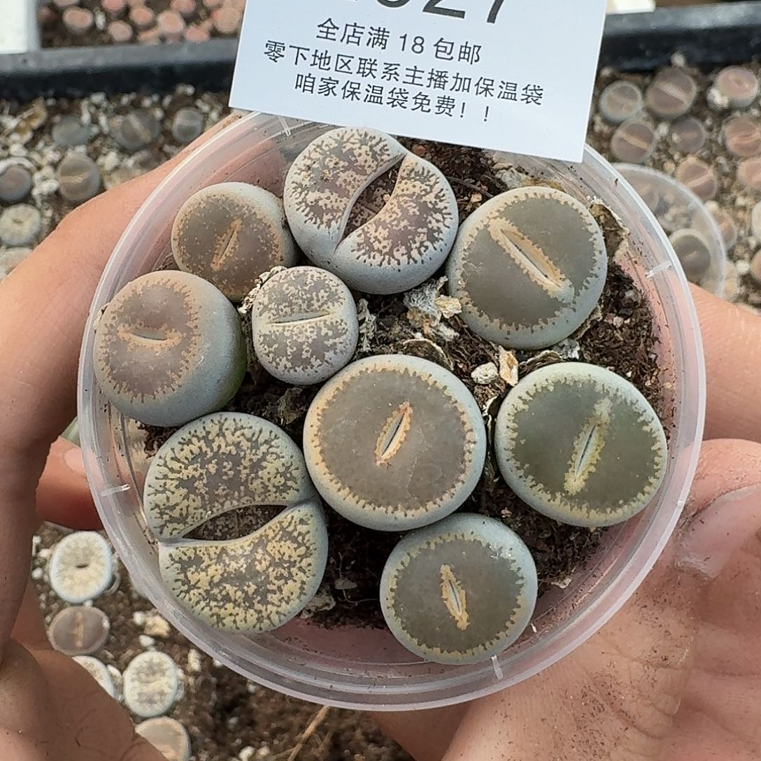 2527 哈哈哈哈哈哈哈