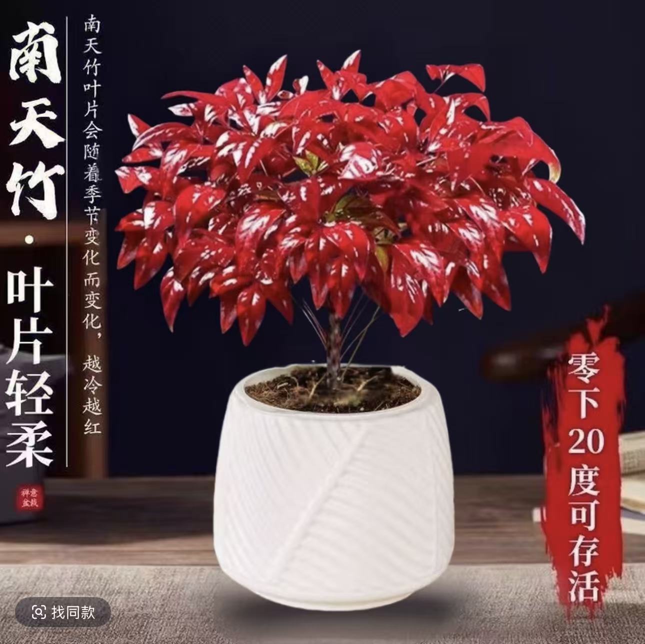 HY火焰南天竹盆栽耐寒室内外绿植客厅桌面冬季变色美观好养