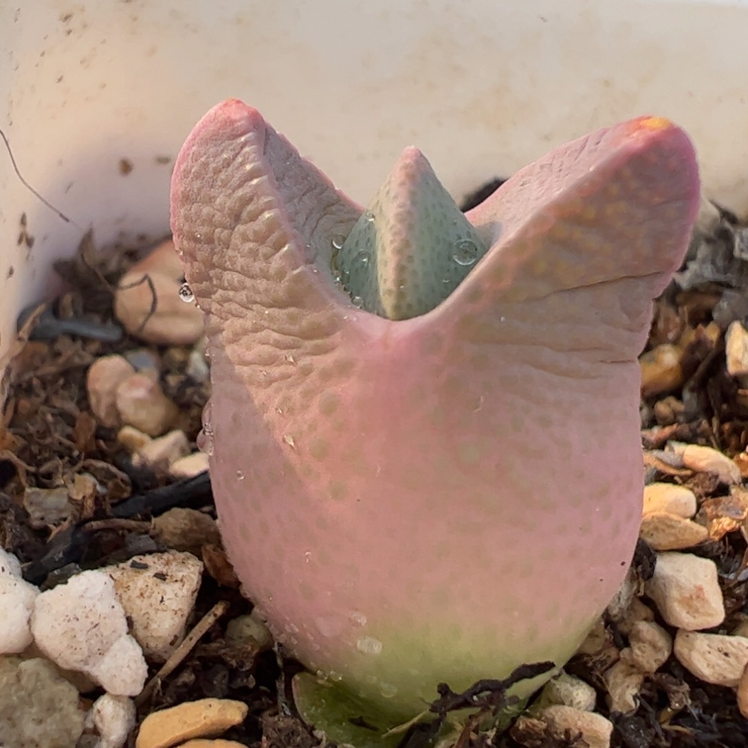 紫飞鸟多肉植物百科