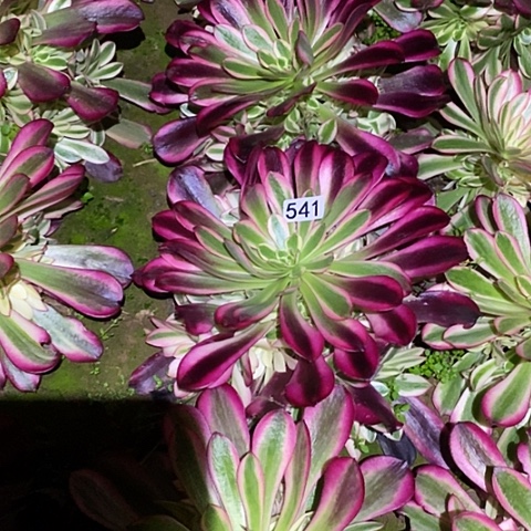 多肉植物法师541黑金美杜莎