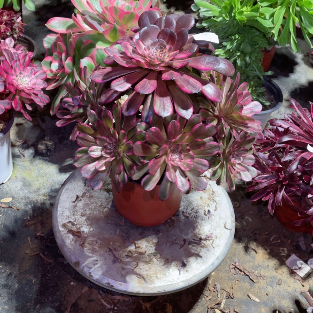 多肉植物红金钢067