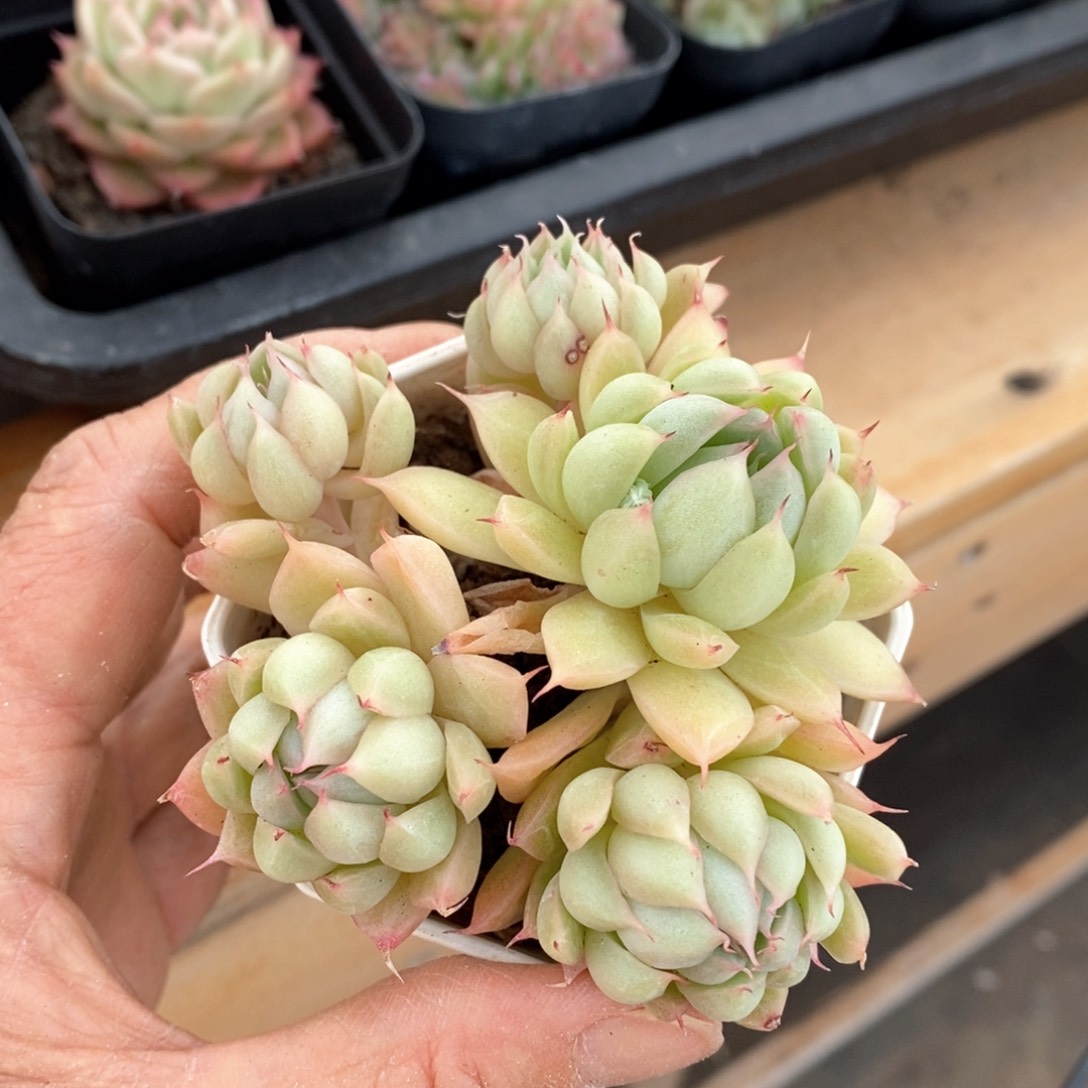 精品多肉一物一拍不包整76