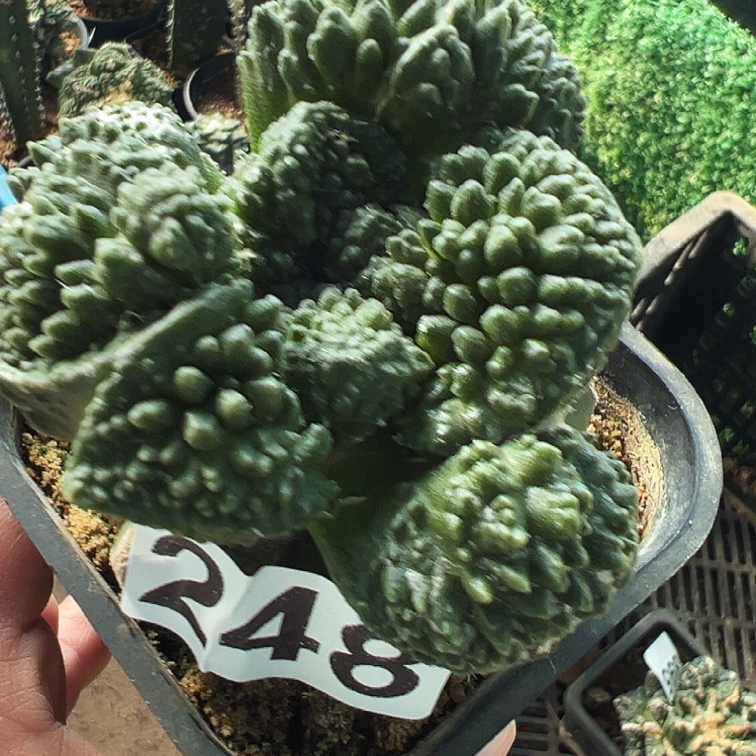 我***宙无花朵无毛哥斯拉牡丹248